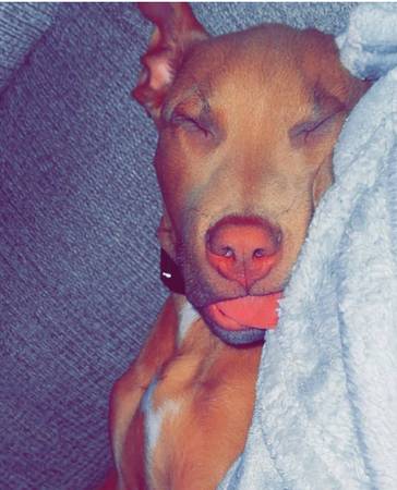 8 Month Rednose Cutie63907299487619120