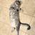$5 Young female gray tabby cat, spayed and vaccinated, very friendly 2 thumbnail