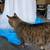 Missing Cat 2 thumbnail