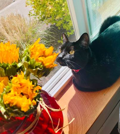 GATO PERDIDO – Negro, Cola Corta, Collar Rojo – Marysville (Quilceda Creek Apts) (Marysville)63750293089539123