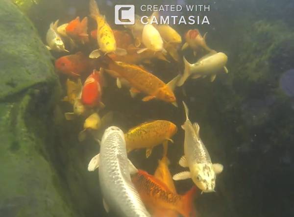 Koi Fish 1
