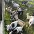 Nigerian Dwarf goats 1 thumbnail