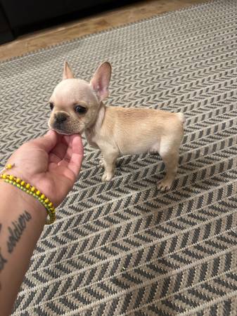 Macho Micro Frenchie (Las Vegas)63677732372353120