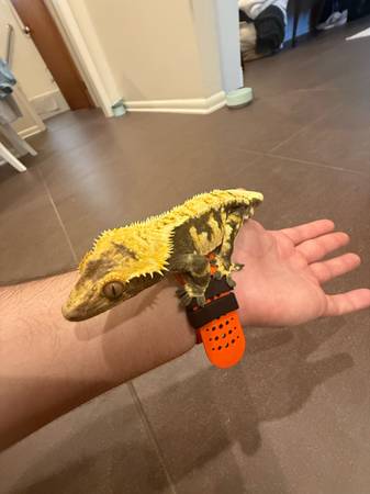 Gecko crestado arlequín - $150 (Nueva Orleans)63469934961025123