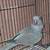 Quaker Parrot 7 thumbnail