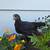 Young hens 2 thumbnail