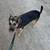 Rehome Foster dog Layla (female) needs good loving home 5 thumbnail