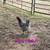 Hens 1 thumbnail