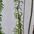 Plants Phoenix grown 2 thumbnail