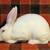 New Zealand Rabbits Rabbit 3 thumbnail