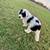 Sheepadoodle puppies 12 thumbnail