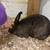 Rabbit 1 thumbnail