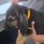 Bloodhounds 9 thumbnail