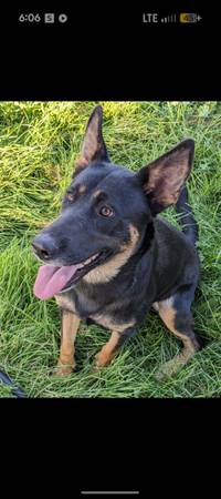 Re-home German Shepherds (Hagerman)589382034046341123