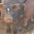Weaner Piglets 1 thumbnail