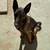 Belgain malinois 1 thumbnail
