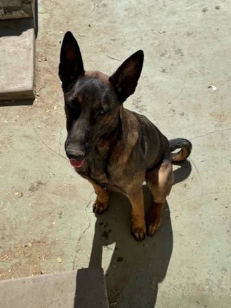 Belgain malinois 1