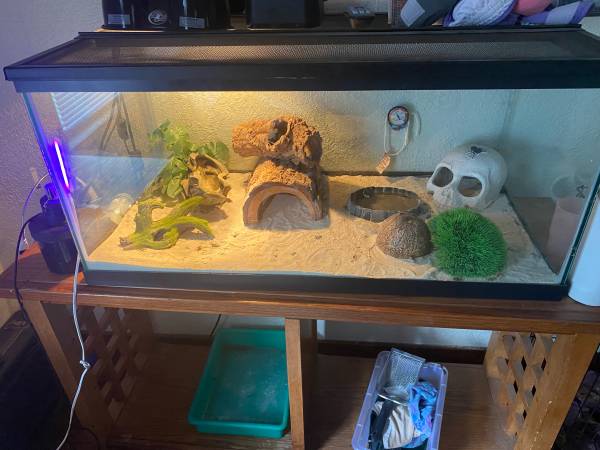 Leopard gecko 1