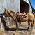 4yr old Dun filly 2 thumbnail