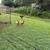 Chickens 4 thumbnail