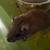 Gerbils 2 thumbnail