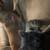 grey long haired cat 3 thumbnail