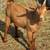 Nigerian dwarf buckling 1 thumbnail