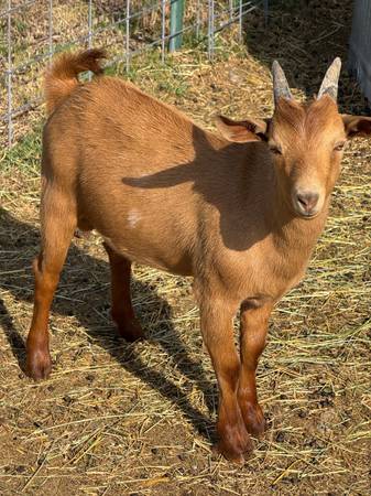 Nigerian dwarf buckling 1