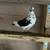 High quality Iranian pigeons 18 thumbnail