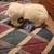 Polar Bear Stuffed Animals 5 thumbnail