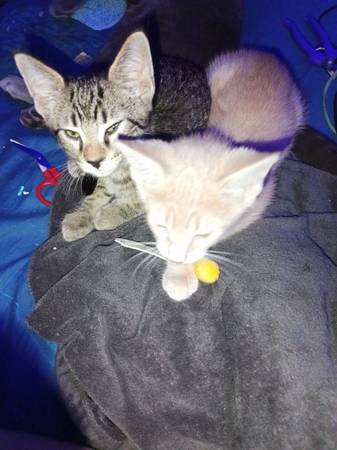 3 month old tabbies 1