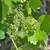 Vitis Vinifera Grapevine Plant 1 thumbnail