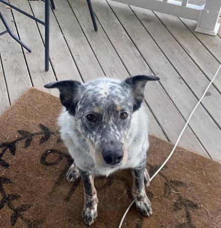 Male blue heeler/australian shepherd rehome 1