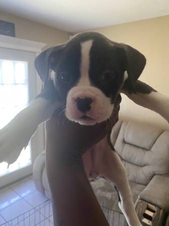 Razor edge bully’s (New Orleans)63988255125507121