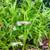 Super Moving Sale Aquarium Plant Package 3 thumbnail