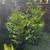 Thuja Green Giant 1 thumbnail
