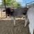 Mini Zebu cows 5 thumbnail