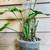 Plants 15 thumbnail