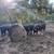 Bred cows 7 thumbnail
