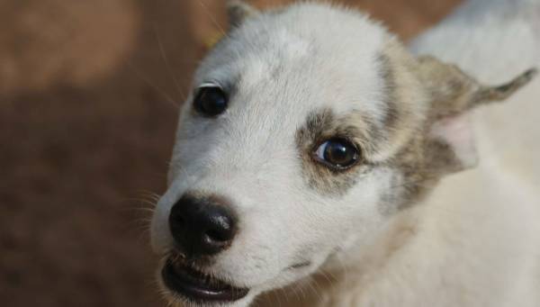 Husky Lab puppies (Norman)