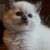Playful House Raised Baby Cat -213 7zero5-5098 2 thumbnail