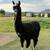 Gentle Giant Female Llama 3 thumbnail