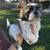 Shihtzu pup 2 thumbnail