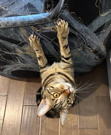 Beautiful fun one year old cats (Seattle)63862434821377124