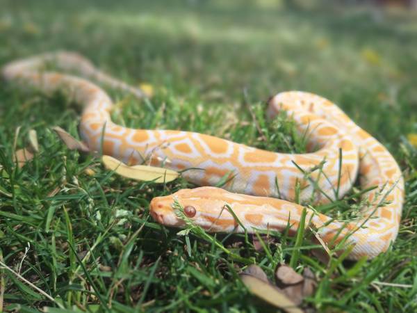 Cool Snakes 1