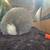 Rex rabbits 8 thumbnail