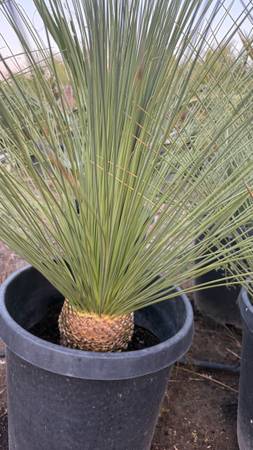 Mexican grass tree 1