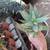 6 inch Aloe dichotoma 2 thumbnail