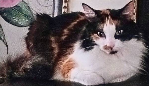 Missing kitty..9yr old beautiful calico long hair ..LUNA (Florida Ave, ft pierce)64308033037827121