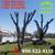 JUAN PALMAS LLC TREE CUT DOWN🌳➖STUMP GRINDING🌴REMOVAL🌳TRONCOS🌲PALM 19 thumbnail